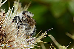 Berghummel (Bombus mesomelas) auf Alpen-Kratzdistel (Cirsium spinosissimum) (C235162) Berghummel (Bombus mesomelas) auf Alpen-Kratzdistel (Cirsium spinosissimum) (C235162)