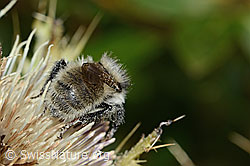 Berghummel (Bombus mesomelas) auf Alpen-Kratzdistel (Cirsium spinosissimum) (C235163) Berghummel (Bombus mesomelas) auf Alpen-Kratzdistel (Cirsium spinosissimum) (C235163)