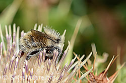 Berghummel (Bombus mesomelas) auf Alpen-Kratzdistel (Cirsium spinosissimum) (C235173) Berghummel (Bombus mesomelas) auf Alpen-Kratzdistel (Cirsium spinosissimum) (C235173)