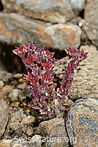 Dunkler Mauerpfeffer (Sedum atratum) (C235187)