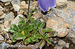 Campanula cochleariifolia (C235191)