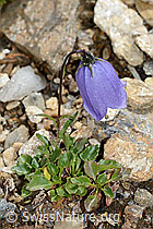 Campanula cochleariifolia (C235192)