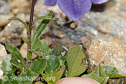 Campanula cochleariifolia (C235196)