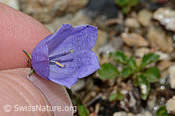 Niedliche Glockenblume (Campanula cochleariifolia) (21.07.2022, C235204)