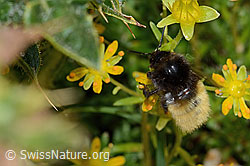 Bergwaldhummel (Bombus wurflenii)<br/>Bewimperter Steinbrech (Saxifraga aizoides)