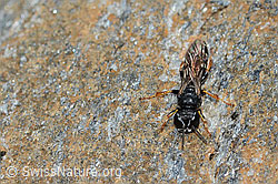 Crabro alpinus (Grabwespe) (C235223) Crabro alpinus (Grabwespe) (C235223)