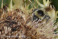 Berghummel (Bombus mesomelas) auf Alpen-Kratzdistel (Cirsium spinosissimum) (C235236) Berghummel (Bombus mesomelas) auf Alpen-Kratzdistel (Cirsium spinosissimum) (C235236)