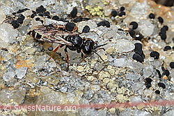 Crabro alpinus (Grabwespe) (C235268) Crabro alpinus (Grabwespe) (C235268)