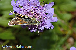 Foto: Weissfleckiger Kommafalter (Hesperia comma) auf Glänzender Skabiose (Scabiosa lucida)
