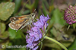 Foto: Weissfleckiger Kommafalter (Hesperia comma) auf Glänzender Skabiose (Scabiosa lucida)