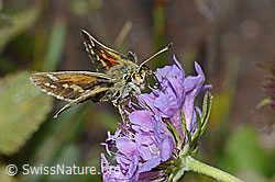 Foto: Weissfleckiger Kommafalter (Hesperia comma) auf Glänzender Skabiose (Scabiosa lucida)