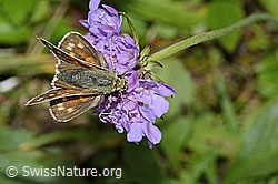 Foto: Weissfleckiger Kommafalter (Hesperia comma) auf Glänzender Skabiose (Scabiosa lucida)