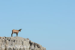 Gämse (Rupicapra rupicapra) (08.2022, C237546)