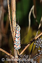 Harlekinbär (Utetheisa pulchella) (C244474) Harlekinbär (Utetheisa pulchella) (C244474)