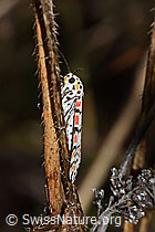 Harlekinbär (Utetheisa pulchella) (C244476) Harlekinbär (Utetheisa pulchella) (C244476)