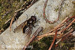 Wiesen-Erzschwebfliege (Cheilosia chloris) (C249949) Wiesen-Erzschwebfliege (Cheilosia chloris) (C249949)