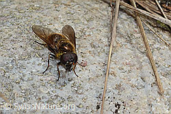 Wiesen-Erzschwebfliege (Cheilosia chloris) (C249954) Wiesen-Erzschwebfliege (Cheilosia chloris) (C249954)
