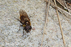 Wiesen-Erzschwebfliege (Cheilosia chloris) (C249956) Wiesen-Erzschwebfliege (Cheilosia chloris) (C249956)