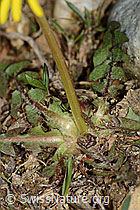 Gewöhnlicher Löwenzahn (Taraxacum officinale) (C249960) Gewöhnlicher Löwenzahn (Taraxacum officinale) (C249960)