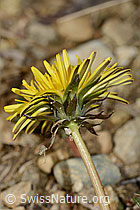Gewöhnlicher Löwenzahn (Taraxacum officinale) (C249961) Gewöhnlicher Löwenzahn (Taraxacum officinale) (C249961)
