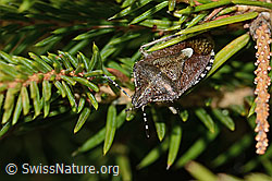 Foto: Beerenwanze (Dolycoris baccarum) auf Gewöhnlicher Fichte (Picea abies)