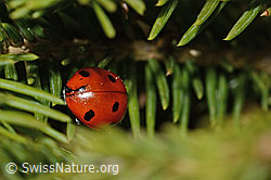 Siebenpunkt Marienkäfer (Coccinella septempunctata)