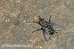 Foto: Graue Fleischfliege (Sarcophaga carnaria)