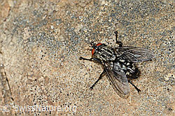 Foto: Graue Fleischfliege (Sarcophaga carnaria)