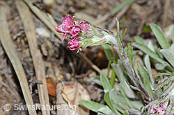 Gemeines Katzenpfötchen (Antennaria dioica) (C250012) Gemeines Katzenpfötchen (Antennaria dioica) (C250012)