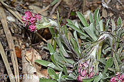 Gemeines Katzenpfötchen (Antennaria dioica) (C250013) Gemeines Katzenpfötchen (Antennaria dioica) (C250013)