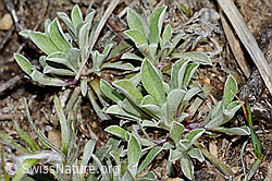 Gemeines Katzenpfötchen (Antennaria dioica) (C250016) Gemeines Katzenpfötchen (Antennaria dioica) (C250016)