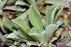 Gemeines Katzenpfötchen (Antennaria dioica) (C250017) Gemeines Katzenpfötchen (Antennaria dioica) (C250017)