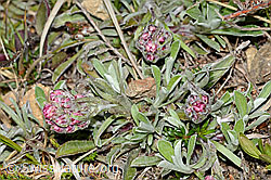 Gemeines Katzenpfötchen (Antennaria dioica) (C250018) Gemeines Katzenpfötchen (Antennaria dioica) (C250018)