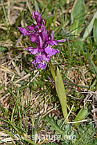 Männliches Knabenkraut (Orchis mascula) (C250044) Männliches Knabenkraut (Orchis mascula) (C250044)