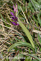 Männliches Knabenkraut (Orchis mascula) (C250045) Männliches Knabenkraut (Orchis mascula) (C250045)