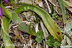 Männliches Knabenkraut (Orchis mascula) (C250049) Männliches Knabenkraut (Orchis mascula) (C250049)