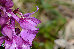 Männliches Knabenkraut (Orchis mascula) (C250053) Männliches Knabenkraut (Orchis mascula) (C250053)