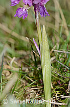 Männliches Knabenkraut (Orchis mascula) (C250055) Männliches Knabenkraut (Orchis mascula) (C250055)