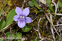 Hain-Veilchen (Viola riviniana) (C250068)
