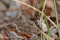 Eichenrosengallwespe (Andricus foecundatrix) (C250087)