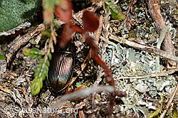 Foto: Kupferfarbener Buntgrabläufer (Poecilus cupreus)