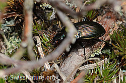 Foto: Kupferfarbener Buntgrabläufer (Poecilus cupreus)