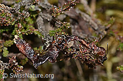 Rote Waldameise (Formica rufa) (C250115)