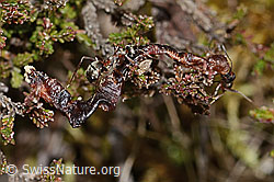 Rote Waldameise (Formica rufa) (C250116)
