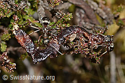 Rote Waldameise (Formica rufa) (C250119)