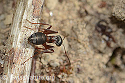 Rote Waldameise (Formica rufa) (C250131)