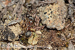 Rote Waldameise (Formica rufa) (C250134)