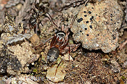 Rote Waldameise (Formica rufa) (C250135)