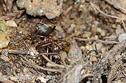 Rote Waldameise (Formica rufa) (C250136)