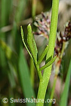 Wiesen-Schaumkraut (Cardamine pratensis) (C250160) Wiesen-Schaumkraut (Cardamine pratensis) (C250160)